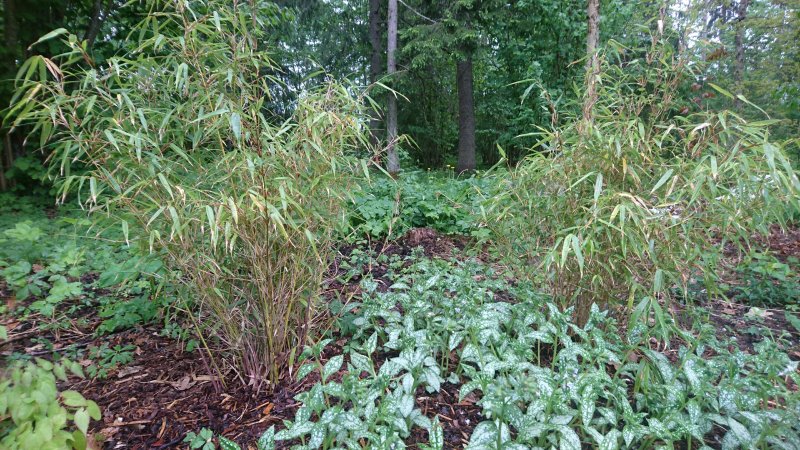 Pulmonaria 'Moonshine' Valkotäpläimikkä